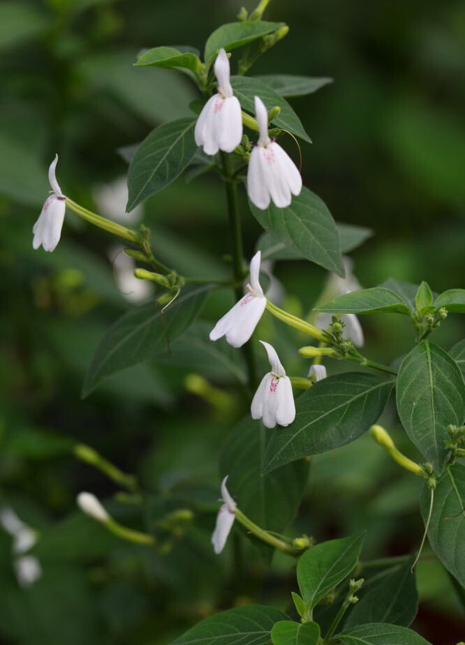 灵枝草 Rhinacanthus nasutus ，爵床科灵枝草属。又名“白鹤灵芝”，多年生亚灌木状草本。云南有野生，华南地区栽培。该种花冠白色，2唇形，形似白鹤栖息枝头，饶富雅趣。据《海南植物志》载，本种在印度是很常见的栽培草药。