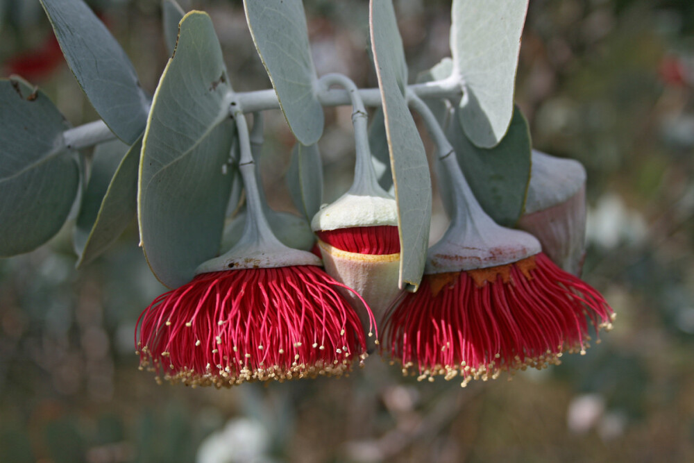 玫瑰桉树 Eucalyptus rhodantha ，桃金娘科桉属。澳洲的桉树真的是个个是奇葩......这种的花简直是自带盖子的画刷......