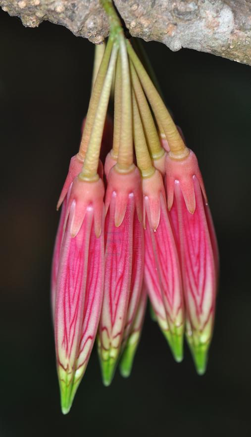 缅甸树萝卜 Agapetes burmanica ，杜鹃花科树萝卜属。