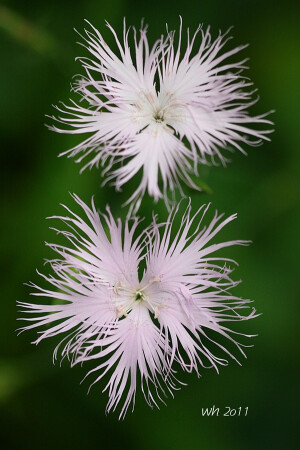 瞿麦 Dianthus superbus ，石竹科石竹属。