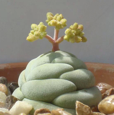 托尼 Crassula alstonii ，景天科青锁龙属。怀疑是拟态便便......