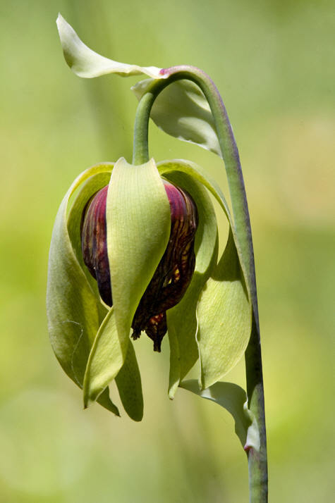 这幅图是它的花部.
