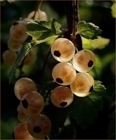 英国醋栗（鹅莓）Ribes uva-crispa ，茶藨子科茶藨子属。又是人眼般的植物......
