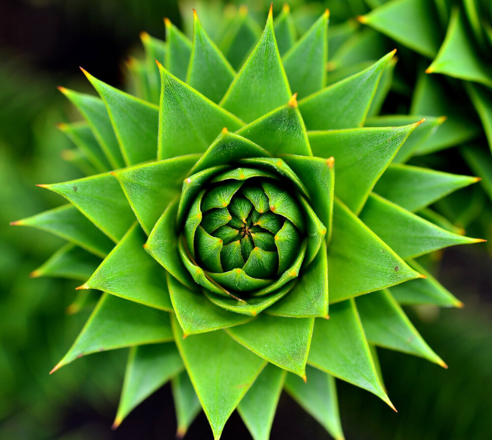 智利南洋杉 Araucaria araucana ，南洋杉科南洋杉属。这图是一个枝条末端的叶簇。