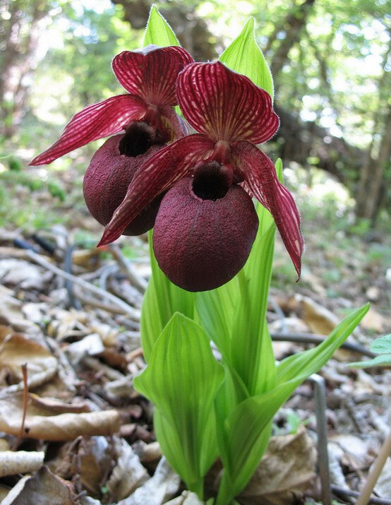 杓兰属 Cypripedium ，西藏杓兰 Cypripedium tibeticum 。