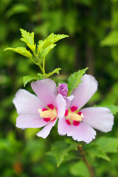 木槿花。