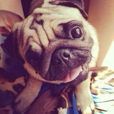 (*¯︶¯*)pug