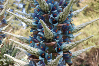 高山龙舌凤梨（蓝色普雅凤梨） Puya alpestris ，凤梨科粗茎凤梨属。