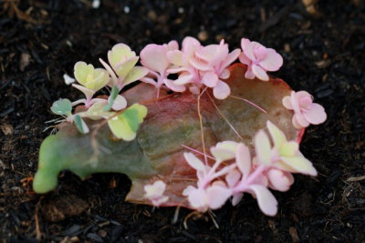 玉吊钟锦（蝴蝶之舞）Kalanchoe fedtschenkoi 'Rosy Dawn' ，景天科伽蓝菜属。