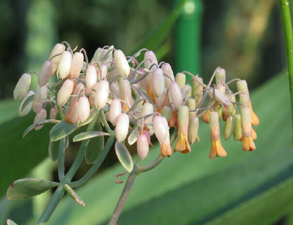 玉吊钟锦（蝴蝶之舞）Kalanchoe fedtschenkoi 'Rosy Dawn' ，景天科伽蓝菜属。