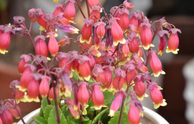 宫灯长寿花 Kalanchoe manginii ，景天科伽蓝菜属。