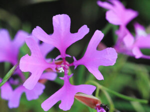 克拉花（极美古代稀）Clarkia pulchella ，柳叶菜科克拉花属。