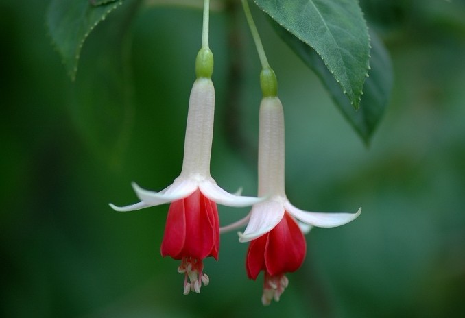 白萼倒挂金钟 Fuchsia albo-coccinea ，柳叶菜科倒挂金钟属。白萼红花。