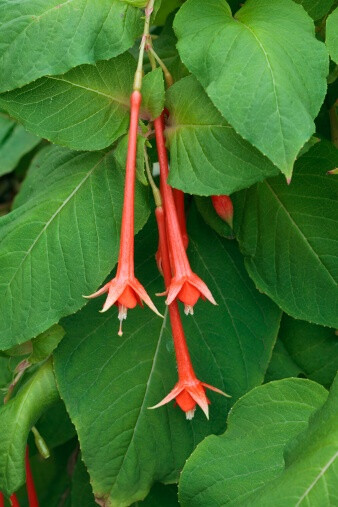 长筒倒挂金钟 Fuchsia fulgens ，柳叶菜科倒挂金钟属。红萼红花。