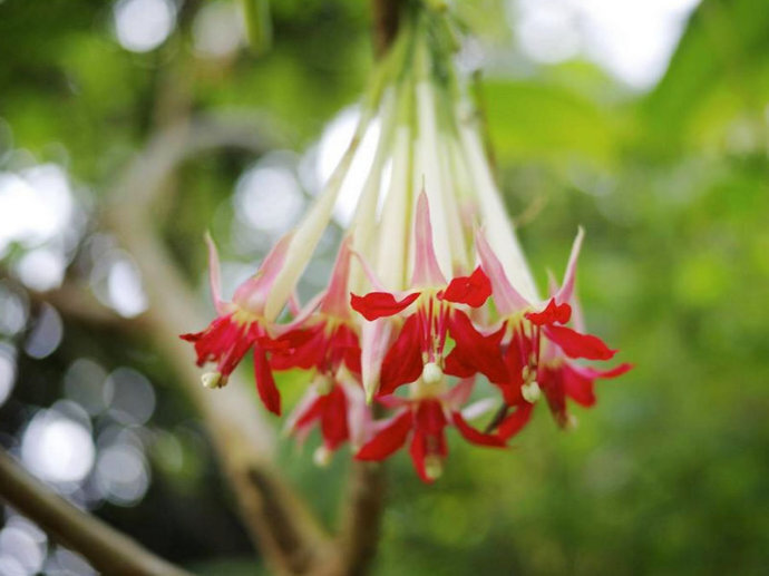 大红倒挂金钟 Fuchsia boliviana ，柳叶菜科倒挂金钟属。粉白萼红花。