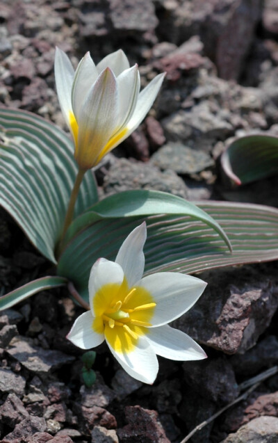 波叶郁金香 Tulipa regelii ，郁金香属。原产天山山脉。