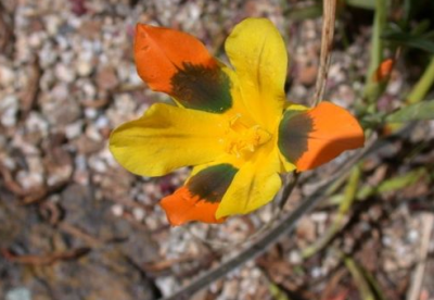 好望角郁金香 Homeria collinia ，金香鸢尾属。