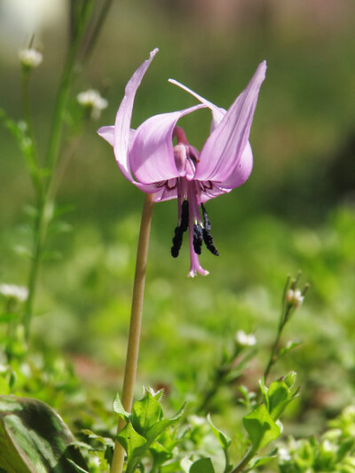 日本猪牙花 Erythronium japonicum ，猪牙花属。