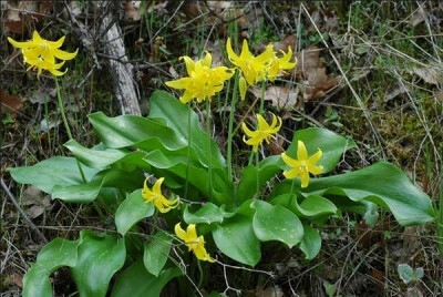 Erythronium sp. ，猪牙花属。