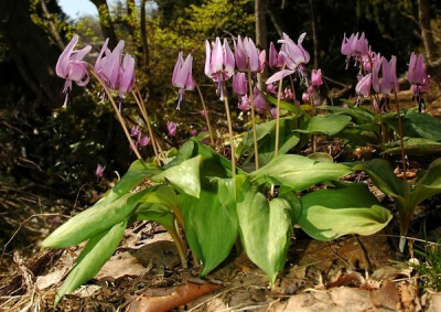 Erythronium sp. ，猪牙花属。