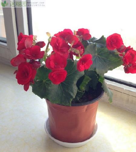 四季海棠什么时候修剪(本文由迷糊园花卉植物主题交友社区[www.mihuyuan.com]整理发布)原文地址：http://www.mihuyuan.com/guidedetail_1415951483799483.shtml