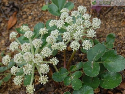 珊瑚菜乃医药中的上等“神药”本文由迷糊园花卉植物主题交友社区[www.mihuyuan.com]整理发布)原文地址：http://www.mihuyuan.com/advisorydetail_1410746297281520.shtml