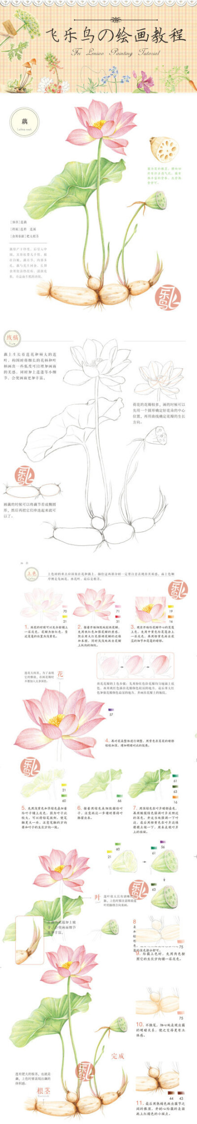 飞乐鸟画画教程 荷花 莲藕 太爱飞乐鸟了