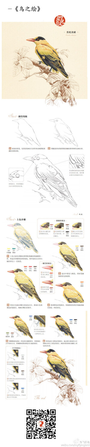 飞乐鸟画画教程 鸟儿 太爱飞乐鸟了