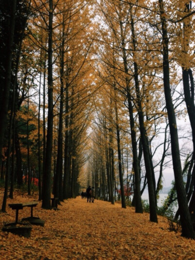 Fall colorsNami Island，Korea by yerenaa