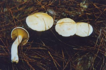 白黄粘盖牛肝菌（琥珀乳牛肝菌）Suillus placidus