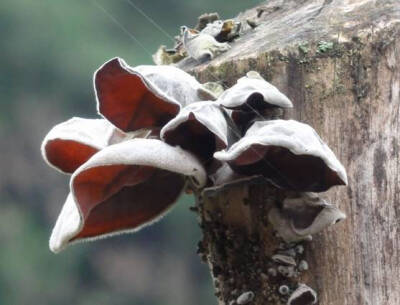 毛木耳 Auricularia polytricha