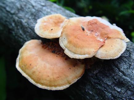 朱红栓菌（朱红密孔菌）Pycnoporus cinnabarinus