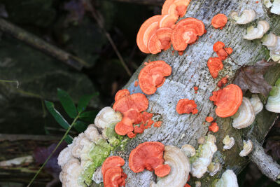 血红栓菌 Trametes sanguinea （血红密孔菌 Pycnoporus sanguineus ）及韧革菌属 Stereum sp.