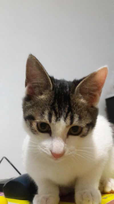 说这样照相显得脸小小