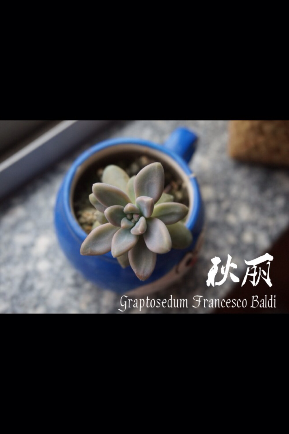 秋丽Graptosedum Francesco Baldi