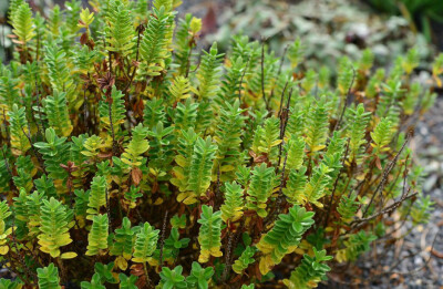 Hebe elliptica（Veronica elliptica），车前科长阶花属（婆婆纳属）。妈妈咪呀长阶花属和婆婆纳属居然从玄参科挪到车前科了么......