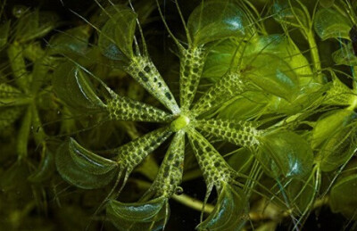 貉藻 Aldrovanda vesiculosa ，茅膏菜科貉藻属。