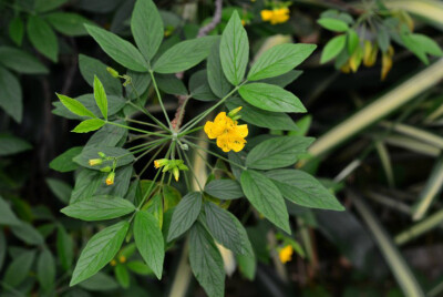 酢浆木 Oxalis psoraleoides（Oxalis insipida），酢浆草科酢浆草属。酢浆草属少见的木本植物。