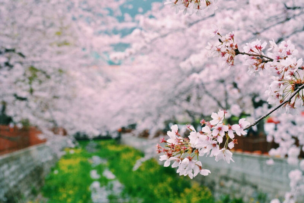 釜山的樱花