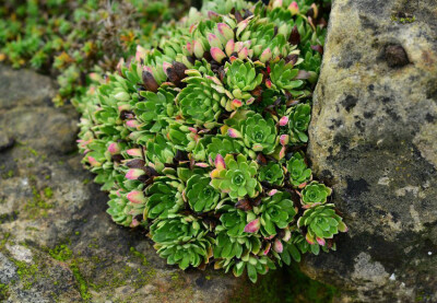 Saxifraga paniculata ，虎耳草科虎耳草属。