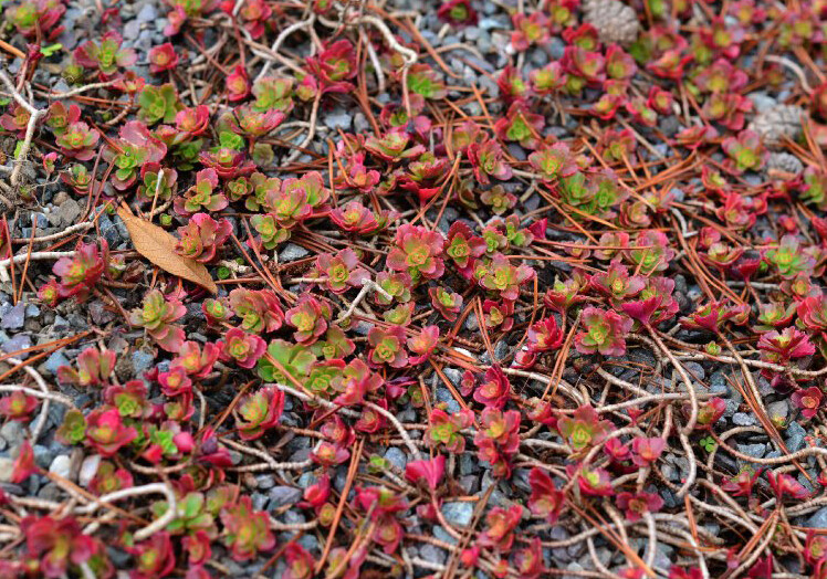 假景天 Sedum spurium ，景天科景天属。