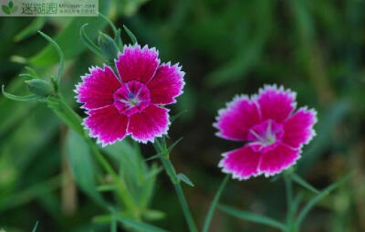  石竹什么时候开花(本文由迷糊园花卉植物主题交友社区[www.mihuyuan.com]整理发布)原文地址：http://www.mihuyuan.com/guidedetail_1416281178846700.shtml