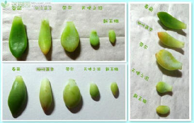  家有春萌(本文由迷糊园花卉植物主题交友社区[www.mihuyuan.com]整理发布)原文地址：http://www.mihuyuan.com/guidedetail_1416282378596708.shtml