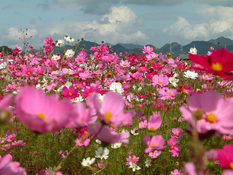 大波斯菊