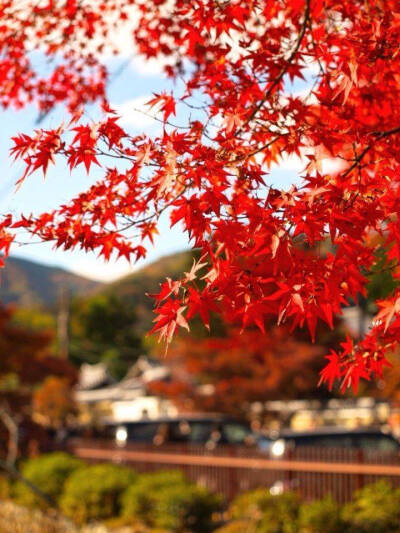 镜头下的日本：京都の秋。摄影by 新浪微博@鱼鱼爱吃鱼00