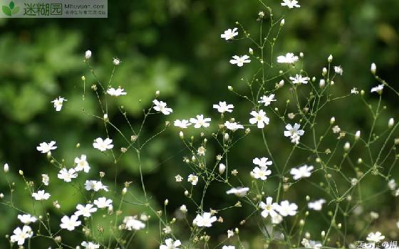 满天星什么时候开花？ (本文由迷糊园花卉植物主题交友社区[www.mihuyuan.com]整理发布)原文地址：http://www.mihuyuan.com/guidedetail_1416386044862884.shtml