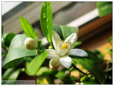 植物故事：斗山茯苓仙(本文由迷糊园花卉植物主题交友社区[www.mihuyuan.com]整理发布)原文地址：http://www.mihuyuan.com/advisorydetail_1411364925109899.shtml