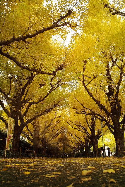 Gingko Tree Tunnel, Meji Shrine, Harajuku, Tokyo, Japan。日本东京明治神宫外苑银杏道。日本人将银杏视为“希望的承载者”，而银杏也常被称为“活化石”。如今在东京市共有大约65000棵银杏树，遍布街道和公园。