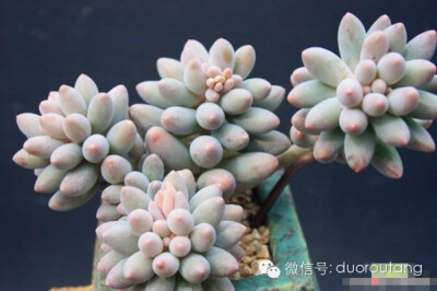 ❤️多肉，❤️生活