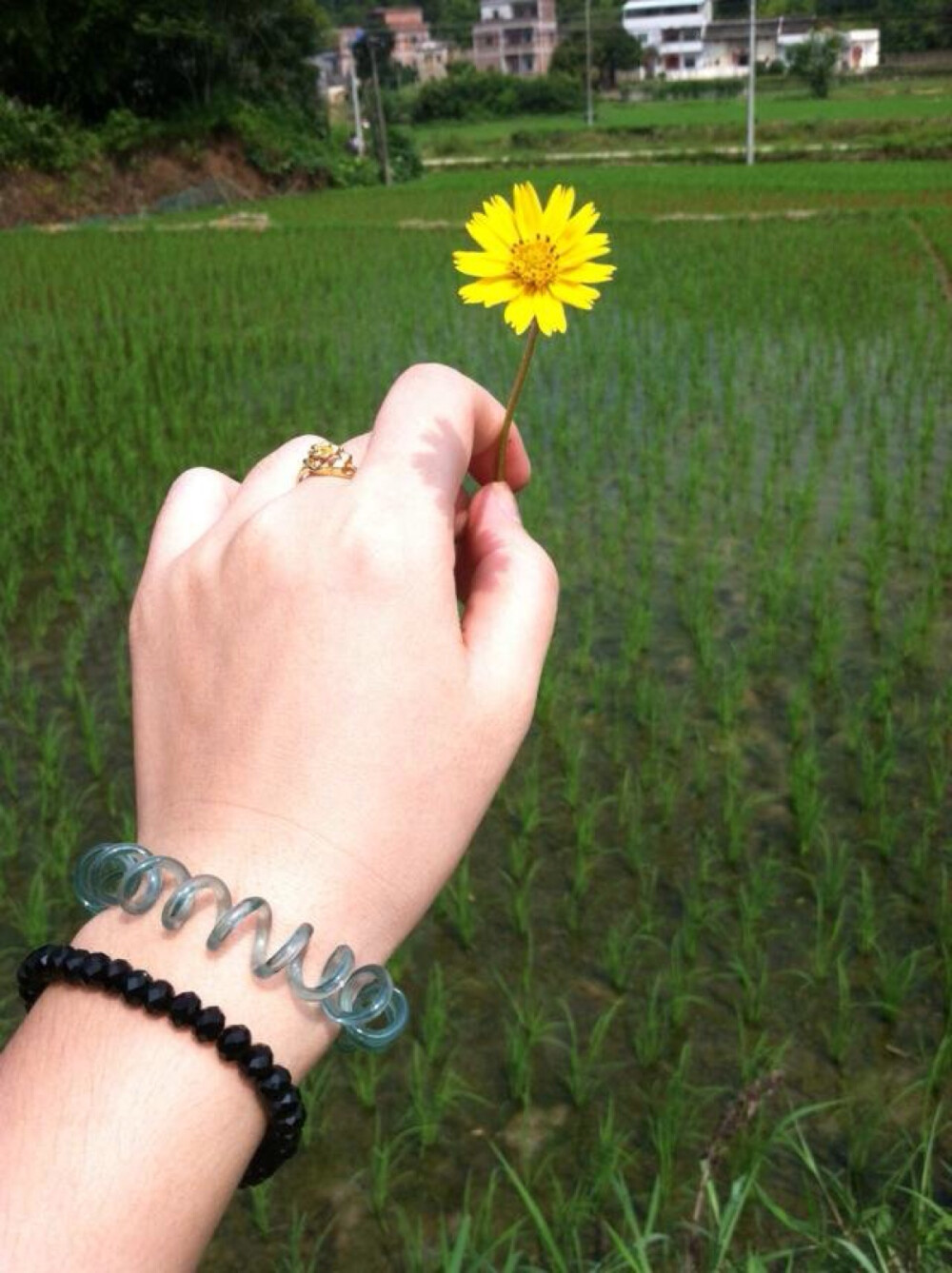 绿化带是城市无法拥有的。么么哒。❤️